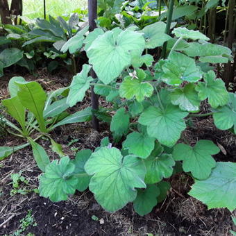 Pelargonium tomentosum