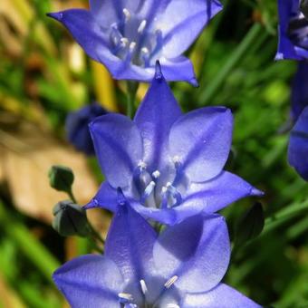 Triteleia laxa 'Koningin Fabiola'