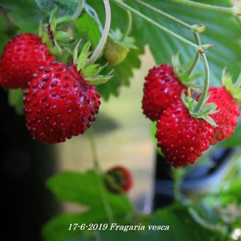 Fragaria vesca