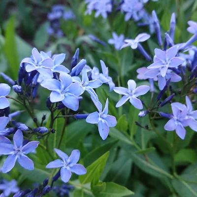 Amsonia 'Blue Ice' - Amsonia 'Blue Ice'