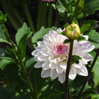 Dahlia 'Eveline'