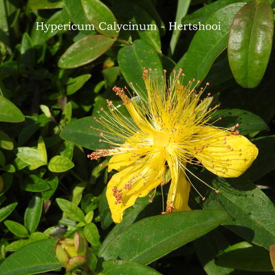 Großkelchiges Johanniskraut - Hypericum calycinum