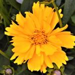 Coreopsis grandiflora ‘Presto’ - 