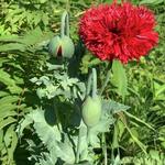 Papaver somniferum 'Paeony Flowered' - 