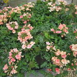 Verbena 'LANAI Peach' - 