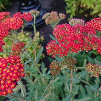 Achillea millefolium 'Walther Funcke'