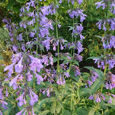 Salvia patens 'Dot's Delight' - 