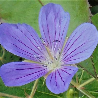 Geranium 'Nimbus' - Geranium 'Nimbus'