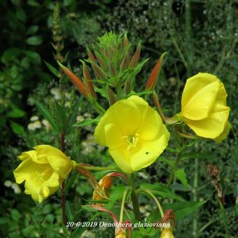 Oenothera glazioviana