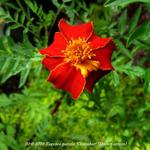 Tagetes patula 'Cinnabar' (Dixter strain) - 