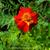 Tagetes patula 'Cinnabar' (Dixter strain)