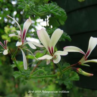 Pelargonium trifidum