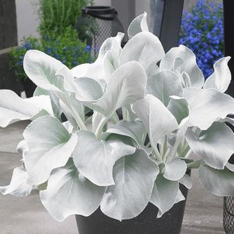 Senecio candidans 'Angel Wings'