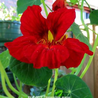 Tropaeolum majus