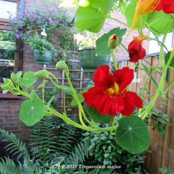 Tropaeolum majus