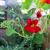 Tropaeolum majus