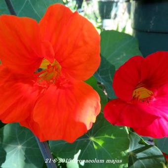 Tropaeolum majus