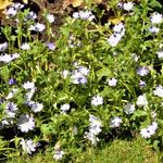 Nemophila maculata 'Five Spot' - 