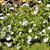 Nemophila maculata 'Five Spot'