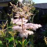 Filipendula purpurea - 