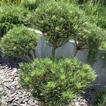 Pinus mugo ‘Mops’ - PIN DE MONTAGNE 'MOPS' , PIN MUGHO 'MOPS' - Pinus mugo ‘Mops’