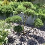 Pinus mugo ‘Mops’ - Pinus mugo ‘Mops’