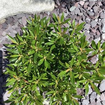 Kalmia latifolia 'Minuet'