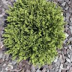 Cryptomeria japonica 'Globosa Nana' - 