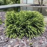 Cryptomeria japonica 'Globosa Nana' - 