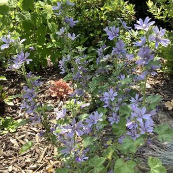 Malva sylvestris 'Primley Blue'