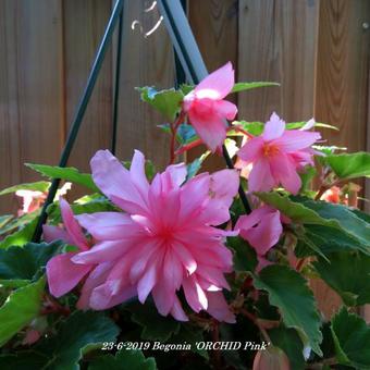 Begonia 'ORCHID Pink'