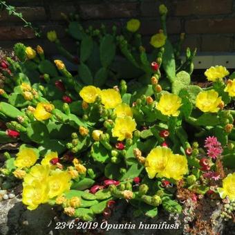 Opuntia humifusa