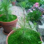 Pinus pinaster - 