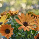 Osteospermum MARGARITA 'Orange Flare' - 