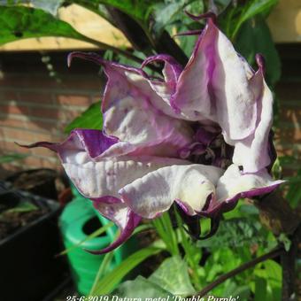 Datura metel 'Double Purple'