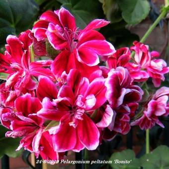 Pelargonium peltatum 'Bonito'