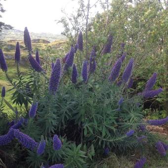 Echium candicans