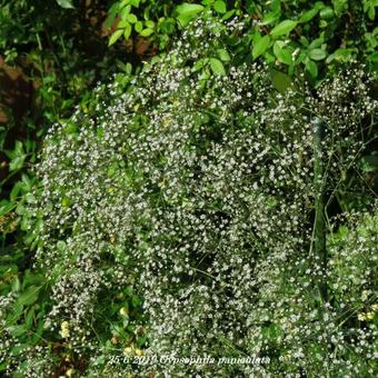 Gypsophila paniculata