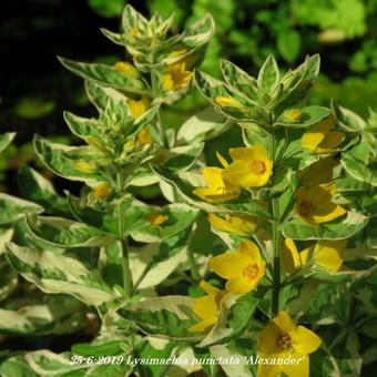 Lysimachia punctata 'Alexander'