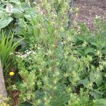 Eryngium alpinum 'Superbum' - 