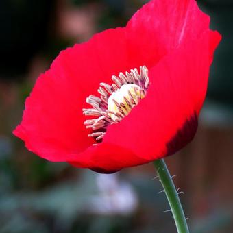 Papaver somniferum