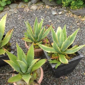 Agave americana 'Variegata'