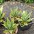 Agave americana 'Variegata'