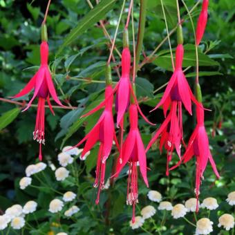 Fuchsia magellanica 'Riccartonii'