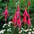 Fuchsia magellanica 'Riccartonii'