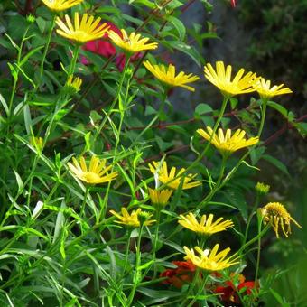 Buphthalmum salicifolium