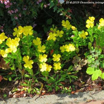 Oenothera tetragona