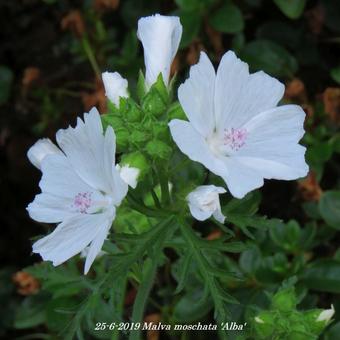 Malva moschata 'Alba'