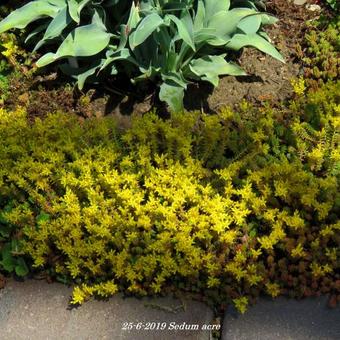 Sedum acre