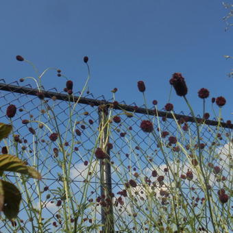 Sanguisorba officinalis 'Martin's Mulberry'